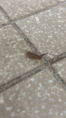 Scutigera coleoptrata