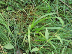 Carex comosa