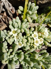 Nolana crassulifolia