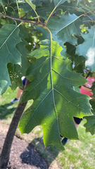Quercus rubra