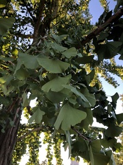 Ginkgo
