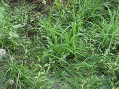 Carex comosa