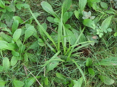 Carex comosa