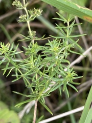 Galium verum