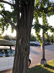 Ginkgo