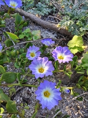 Nolana paradoxa