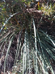 Hesperoyucca whipplei