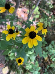 Rudbeckia