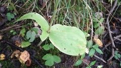 Neottia ovata