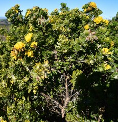 Aspalathus securifolia