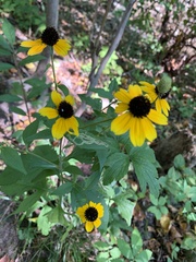 Rudbeckia