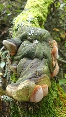 Fomitiporia hippophaeicola