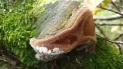 Fomitiporia hippophaeicola