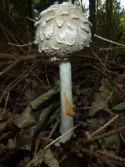 Chlorophyllum olivieri