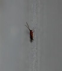 Insecta