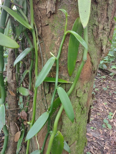 Image of Vanilla phaeantha by (c) Lucas Kaminski, some rights reserved (CC BY)
