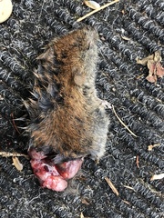 Clethrionomys gapperi