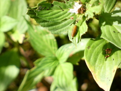 Neolochmaea dilatipennis