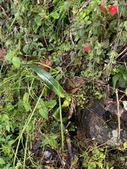 Comparettia falcata