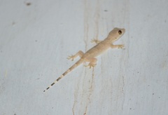 Hemidactylus