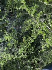 Searsia