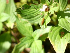 Neolochmaea dilatipennis