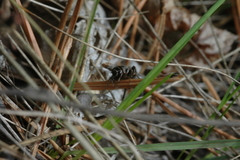 Modicogryllus frontalis