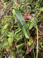 Comparettia falcata
