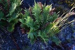 Blechnum capense