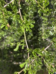 Searsia