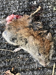 Clethrionomys gapperi