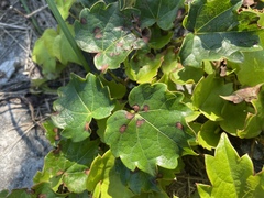 Phyllosticta quinquefoliae