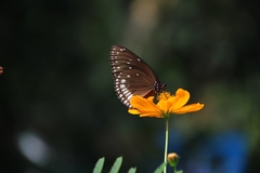Euploea klugii
