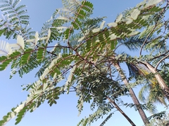 Erythrostemon gilliesii
