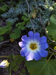 Nolana paradoxa