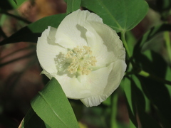 Gossypium thurberi
