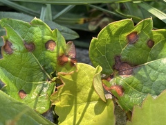 Phyllosticta quinquefoliae