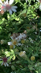 Acontiini