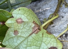 Phyllosticta quinquefoliae