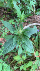 Ruellia caroliniensis