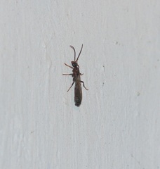 Tetraponera
