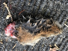 Clethrionomys gapperi