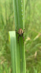 Neoscona arabesca