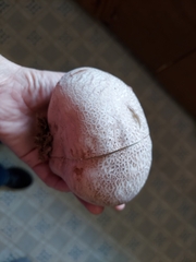 Lycoperdon utriforme