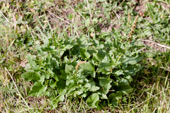 Blitum bonus-henricus