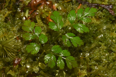 Coptis aspleniifolia