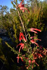 Erica discolor