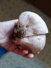 Lycoperdon utriforme