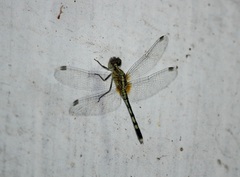 Diplacodes trivialis