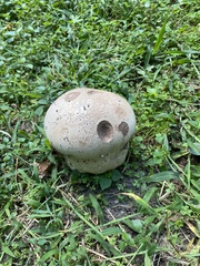 Lycoperdaceae
